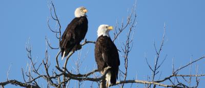 Pair of Bald Eagles at West 90, Samish Flats
