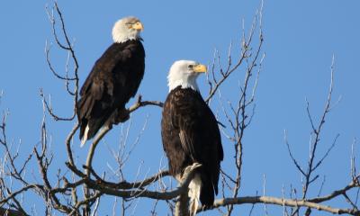 Pair of Bald Eagles at West 90, Samish Flats