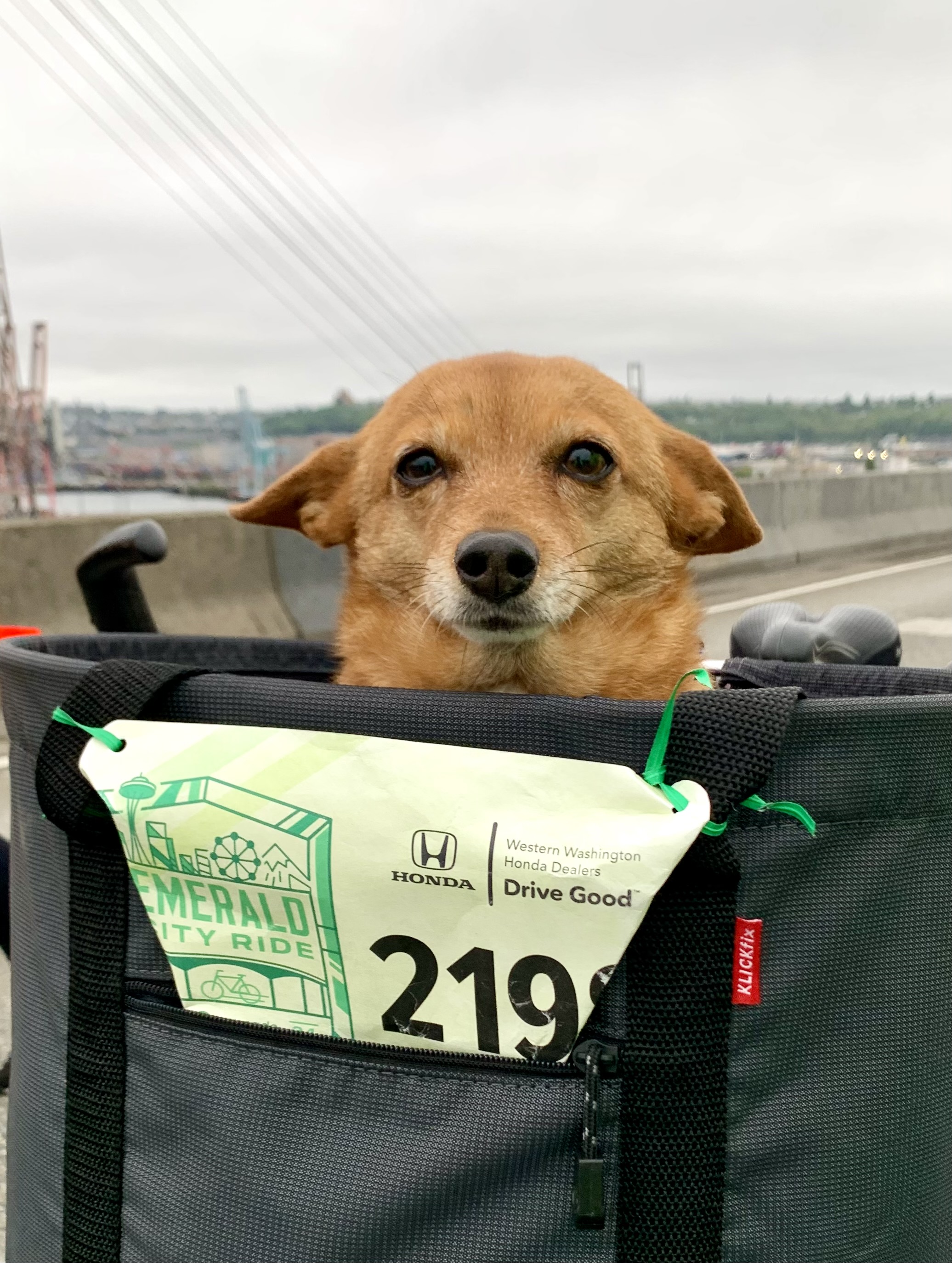 Sprout the wonder pooch!