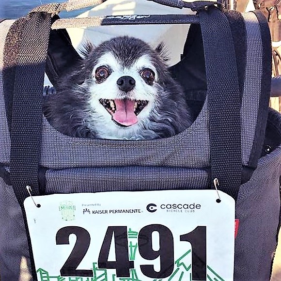 Bicycling with dogs in baskets